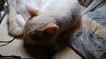 VOUS ME FAITES PASSER DE MERVEILLEUX MOMENTS CHAQUE JOUR GRACE A VOS PARUTIONS= UNE DROGUE?