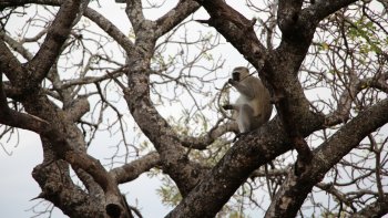 les cartes d'identité suffirons.
