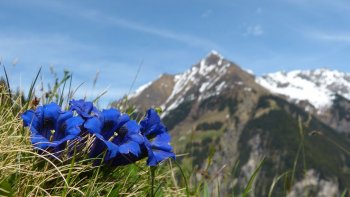 Lors de mes randonnées dans les Alpes du SUD, (QUEYRAS) j'ai pu admirÉ toutes ces magnifiques fleurs...