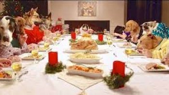 Freshpet, un fabricant de nourriture spécialisée pour chats et chiens, a invité 13 chiens et un chat autour d'une table pour manger un repas de Noêl comme des humains. Les chiens et le chat vont manger de la dinde à l'aide de leur bras d'humain. A noter que les animaux présents dans cette vidéo proviennent d'un refuge et sont en attente d'être adopté. ! ------- 