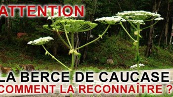 Cette plante est de plus en plus présente en France ... "Prudence" 
