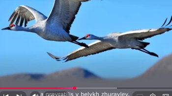 Zhuravli (les grues en français, las grullas dans le sous-titrage espagnol que vous lirez), sont le titre d'une vidéo russe très émouvante et l'une de mes préférées avec Tomnaya Noch (Nuit obscure)
