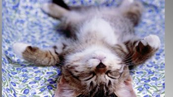 UNE PETITE VIDEO SYMPA ,,,,,avec quelques matous   étonnants et détonants ...