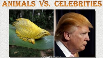 Quand les célébrités ressemblent à des animaux... Amusons-nous un peu... qui est le plus "craquant" ?!