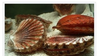 savez vous qu'elles se projettent en arrière avec le même principe que celui du moteur à réaction.
je l'ignorais ...
une petite vidéo pour   vous  en apprendre  un peu plus sur cette délicieuse coquille que vous   dégusterez   d'un autre .."œil   """