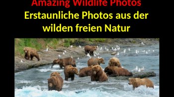 Découvrez les animaux dans leur milieu naturel... Chasse, pêche, combats de chefs, de la tendresse et parfois même un peu d'humour !