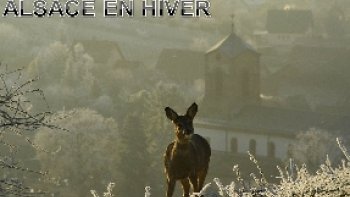 QUELQUES CARTES  POSTALES   D'ALSACE  DANS LA DOUCEUR HIVERNALE..