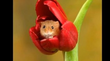 lorsque   le photographe  saisit l'instant "T" ,,,  clic clac !! c'est dans la boite ,,avec le sourire,,,
source internet (tik tok)