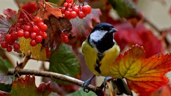 Un diaporama  construit avec plusieurs photos  que j'ai   cherché par ci par là  sur internet...
