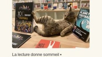 il existe des bars -restaurants  depuis quelques temps  en France où les chats vous accueillent ..mais voici un nouveau concept...
.La librairie aux chats      (Mon chat pitre )