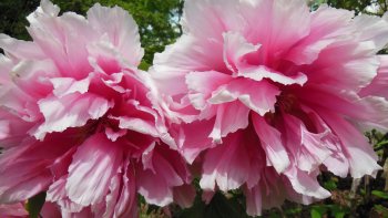 
Les pivoines sont connues par une quarantaine d' espèces de plantes vivaces, herbacées, ou arbustives.
Les feuilles sont vert tendre, vert foncé, quelquefois argentées.
Ces pivoines ont été photographiées le 3 mai 2016 au Jardin des Plantes.