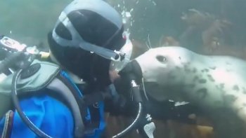 DIS monsieur, tu veux jouer avec moi ...? 