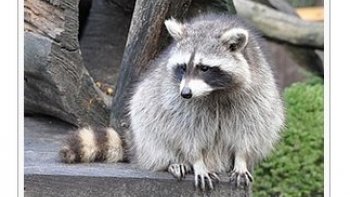 juin 2016... la forêt québécoise est l’habitat de grands mammifères tels le cerf de Virginie, l’orignal, le caribou et l’ours noir. , elle abrite aussi de plus petits animaux comme le castor, le renard, le porc-épic et le raton-laveur, le tamia et l’écureuil roux, qui se laissent aisément observer
source internet ...