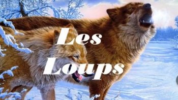 J'ai toujours été  attirée par cet animal aux yeux d'or,,, je suis allée les voir  dans le massif central ...de prés  ils ont  fascinants !! partageons ensemble ces quelques vues 
le loup dans son milieu naturel ....
(site internet )