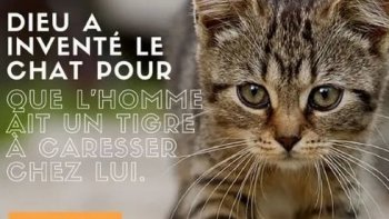 8 août – Journée du chat

Saviez-vous que les chats ont une journée rien que pour eux ? C'est le 8 août qu'a lieu chaque année la journée internationale du chat, durant laquelle les internautes partagent leur passion pour les félins de salon et leurs meilleures photos de leur animal préféré. A cette occasion, voici  des citations sur les chats, à copier/coller dans votre carte chat pour offrir un petit moment de tendresse à vos proches !
source internet (dromadaire )
