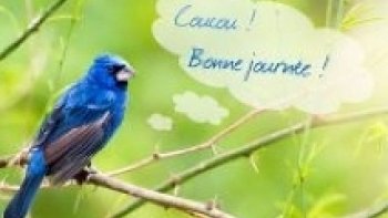 --Dans le vaste ciel que nous contemplons chaque jour, il existe des êtres dont la beauté nous coupe le souffle. Non pas parce qu’ils sont rares, mais parce que leur vue dépasse toute imagination. Comme si quelqu’un ne les avait pas dessinés, mais créés avec de la lumière et de la magie. Chaque plumage semble receler un mystère caché. Chaque couleur, chaque éclat, un message silencieux de la nature nous rappelant qu’il existe encore des merveilles en ce monde. Certains de ces oiseaux semblent tout droit sortis d’un rêve.
