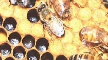 SUPER TRUC CONTRE LES MAUX DE GORGE
Recette de nos grands mères    
