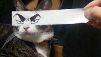 Un peu d'humour avec des chats très drôles.