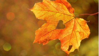 Les  beaux jours  ne  durent pas  toujours.....ils ont eu leur lot de  soleil.....indifférent aux évènements.....tristes,  ou accablants....Nous voici  (presque...à un nouveau passage  de  saison......colorée en sa palette.  il faut s'adapter  sans  cesse aux  changements!