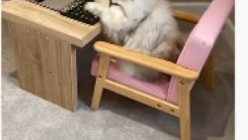 C'est toujours  trés  attractif  de  les  voir  jouer, sans  freins.......