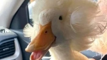 " Quand les animaux nous font "Rire"... en béatitude...