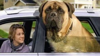 Qu'importe la taille...plein les bras, plein le  coeur