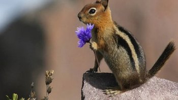 Un florilège  d'images,  jolies ,  drôles  ou  insolites......pour le plaisir  des  yeux, ....