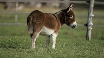 Qu'est ce qu'un véritable animal miniature ? Quand on parle d'animaux miniatures, on utilise souvent le terme « animaux nains » abusivement. Un animal nain est un animal atteint de nanisme, une anomalie osseuse congénitale, imputée à différentes maladies, qui ralantit puis stoppe la croissance des os. Pour la plupart des espèces, un animal « miniature » est un animal caractérisé par la taille plus petite que la taille habituelle de son espèce. Cette réduction de taille n'est pas une maladie : c'est est le résultat soit de la sélection naturelle, soit de la sélection artificielle (sélection humaine volontaire ou involontaire), et parfois même les deux. Toutes les « petites » espèces ne sont pas forcément miniatures ! Exemple : Le poney Shetland, lui, n'est ni un cheval miniature ni un poney miniature....mais seulement un poney de petite taille. Quant au cochon Göttingen miniature, il ne s'agit pas un porc miniature, mais réellement d'un animal nain ! ------ Et c'est ensuite que Pasquale Esposito & Mayssa Karaa qui vous interprète la chanson Italienne " FUNICULI - FUNICULÀ " ! Bonne journée à tous !