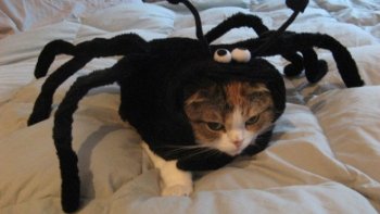 bonjour à tous et toutes et bon petit déjeuner "avec le sourire " !
