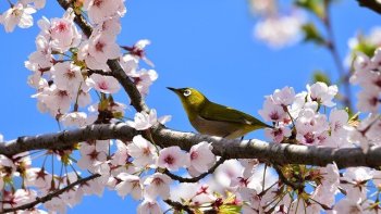 Printemps 2020, à nul autre pareil ! Éblouissant de fleurs tendresse.
Quand les hommes bercent leur douleur, dans la détresse.
A l'ombre... Mortifère et silencieuse.
