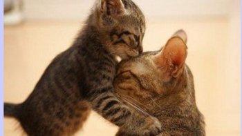 Musique:SONGE DES VIOLONS de Joël Hannier(avec son autorisation)
images du Net.