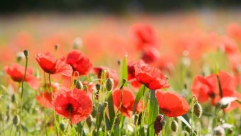 Écrite lors de la canicule 2019......je n'ai volontairement   rien  changé,  car j'ai eu plaisir et émotion à relire  les  commentaires, parmi lesquels  , q.q.q.e ami   regretté, d'autres perdus de vue ........