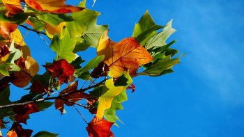 Saison mélancolique...qui nous fait apprécier, la douceur du temps....aprés  un été  caniculaire...le violon magique, d' André  Rieu, vibre dans cette symphonie automnale, de couleurs, et de tristesse  de  l'été  finissant........