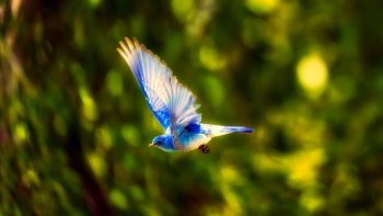 Dans l'antiquité, l'oiseau bleu, était le messager du bonheur!