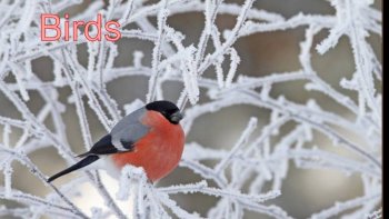 Ils ont toujours q.q.e.chose à dire, ou à redire ces oiseaux de l'info....
En complicité avec Doris.