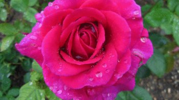 11 juin: la météo annonce de la pluie
Super. Je vais pouvoir aller photographier les roses à l'haÿ.
Voici le résultat.