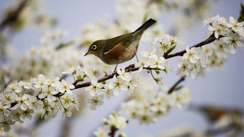 Une année va, une année vient.. Le printemps s'en va...et le printemps revient..... fidèle, capricieux mais gracieux ...