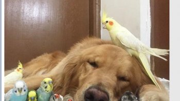 BOB, Ce magnifique Golden Retreiver partage gentillesse et tendresse, avec les huit oiseaux de son maître, plus un hamster.