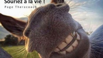 Vive les z' animaux'