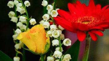 Entre la rose et le réséda,
Le muguet est passé par là.....
Aprés la,rage et le choléra,
la Covid,  côtoie le lilas