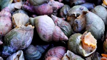Sa coquille, brune ou jaune, est en forme de spirale. Elle vit bien cachée jusqu'à 200 metres de profondeur, mais elle remonte aux moment des grandes marées. Coquillage qui donne la pêche.