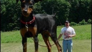 Diaporama sur la taille de ses chiens