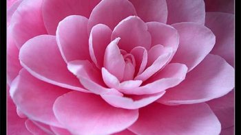 * un pur instant de magie!!!.Notre cœur a des caprices' 
  *c'est sa seule distraction' & sa seule excuse...