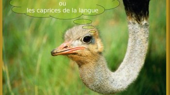 bizarreries des expressions  de  notre  langue, avec le sens et son contraire pour une situation dissemblable...