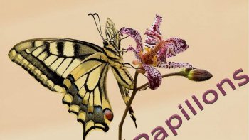 Une variété époustouflante de papillons aux couleurs variées vous sont présentés par notre amie Poupette.