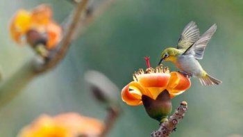 Des photos d'oiseaux de toute beauté partagées par notre amie Poupette ! Aux formes différentes, leurs plumes de mille et une couleurs sont splendides...