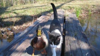 chat canard