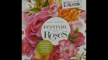 festival rose