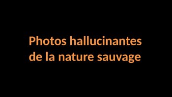 ...Je vous invite à découvrir le monde animal, merveilleux, touchant,étonnant, parfois inquiétant; n'oublions pas que nous partageons la planète  avec eux et qu'ils la subliment par leur force et leur beauté.
regardez  le diapo en grand écran, vous  ne  serez  pas  déçus...