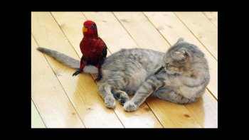 a ceux qui ont déjà vue ces photos, je veux leur dire qu'on ne s'en lasse pas....trop mignon...